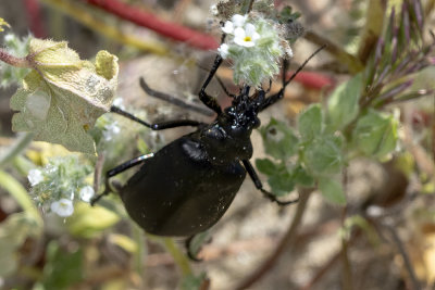 Common Black Calosoma Ground Beetle  (Calosoma semilaeve)