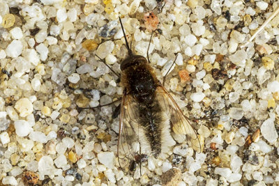 Bee Fly ( Lordotus planus )