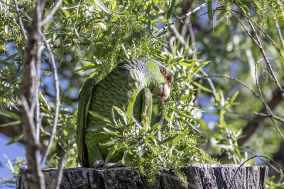 Lilac-Crowned Parrot