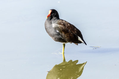 Common Moorhen