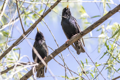 European Starling