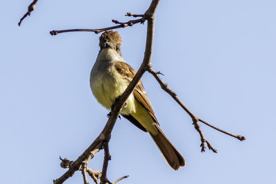 Ash-throated Flycatcher