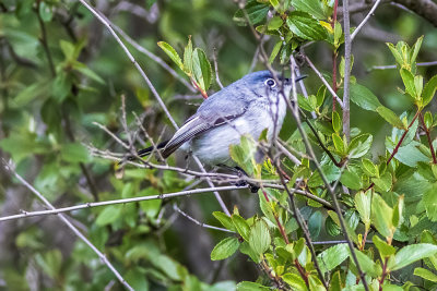 Blue-gray Gnatcatcher