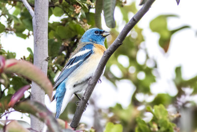 Lazuli Bunting