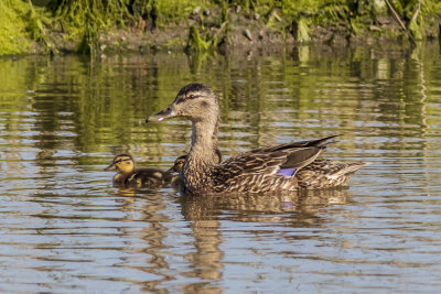 Mallard Ducks