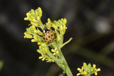 Black Mustard (Brassica nigra)