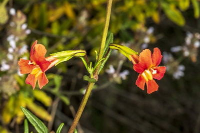 Scarlet Monkeyflower (Erythranthe cardinalis)