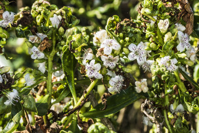 Ngairo Tree  (Myoporum laeturn)