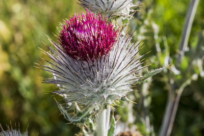 Cobwebby Thistle (Cirsium californicum occidentale)