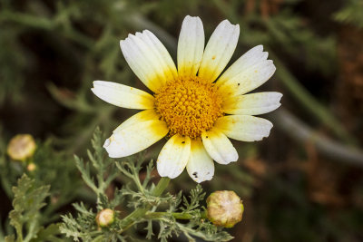 Crown Daisy (<em>Chrysanthemum coronarium</em>)