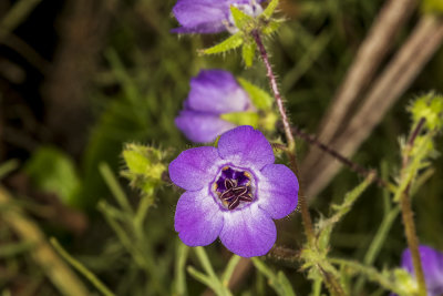 Fiesta Flower (<em>Pholistoma auritum</em>)