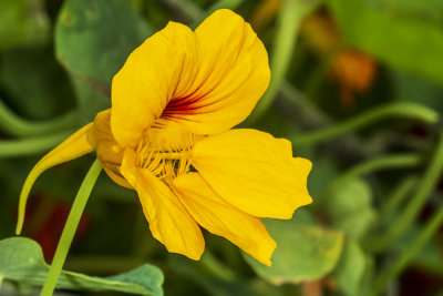 Garden Nastrution (Tropaeolum majus) 