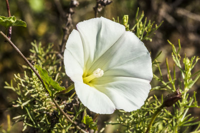 Mornina Glory (Calystegia macrostegia tenuifolia)