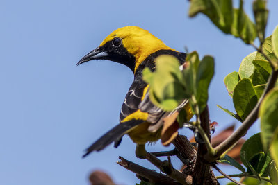 Hooded Oriole, male