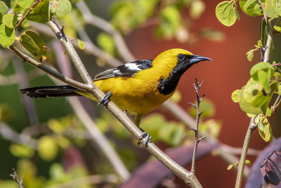 Hooded Oriole