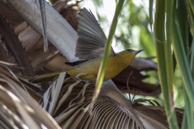 Hooded Oriole female
