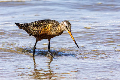 Hudsonian Godwit