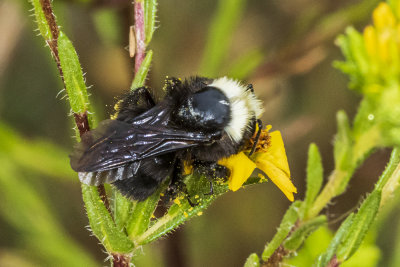 Bumble Bee ( Bombus  sp)