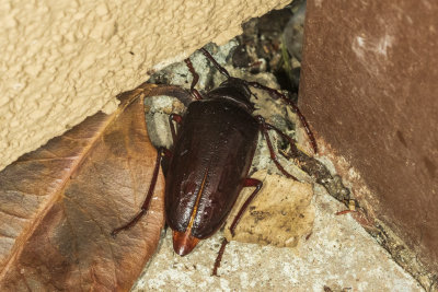 California Prionus (Prionus californicus)