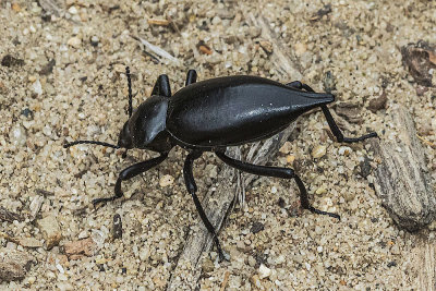 Stink Beetle (Coelocnemis sp.)