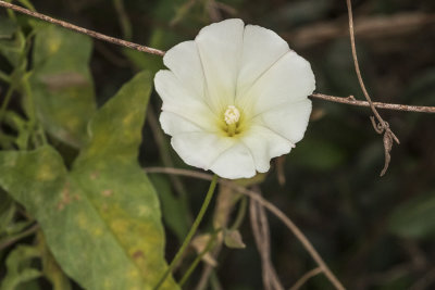 Field Bindweed  (Convolvulus arvensis)