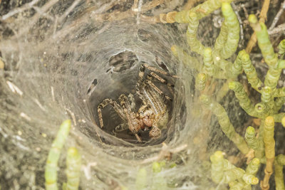 Funnel Web Spider (Agelenopsis spp)