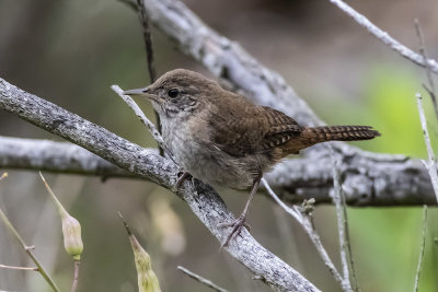 House Wren