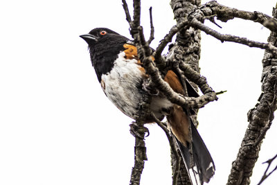 Spotted Towhee