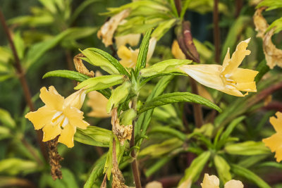 Sticky monkeyflower  (Diplacus aurantiacus )