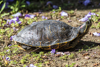 Red-eared Slider (Trachemys scripta elegans )