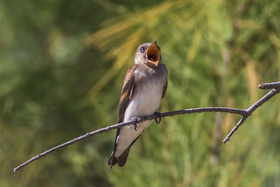 Northern Rough-wing Swallow
