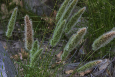 Beard Grass (Polypogon monspeliensis)