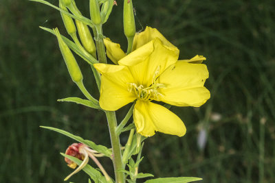 Marsh Evening Primrose (Oenothera elata hirsutissima)