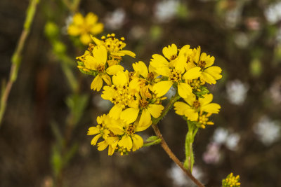 Tarweed (Deinandra fasciculata)