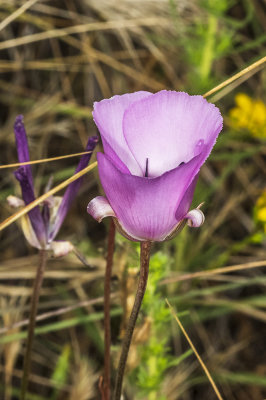 Splendid  Mariposa Lily (Calochortus splendens)