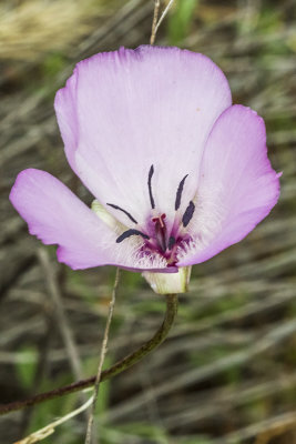 Splendid  Mariposa Lily (Calochortus splendens)