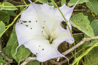 Weed Mariposa Lily (Calochortus weedii)