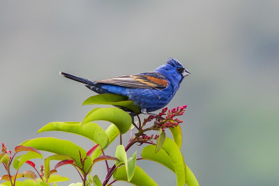 Blue Grossbeak