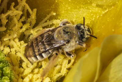 Buble Bee (Anthophor acurta)