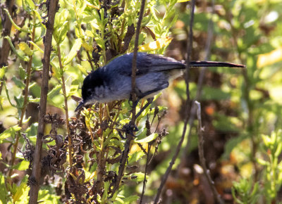 Blue  Gray Gnatcatcher