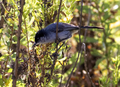 Blue-gray Gnatcatcher