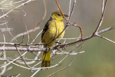 Hooded Oriole
