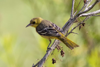 Hooded Oriole