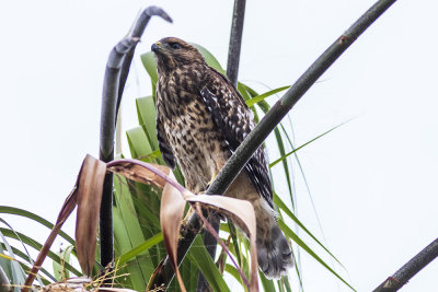 Red-shouldered Hawk