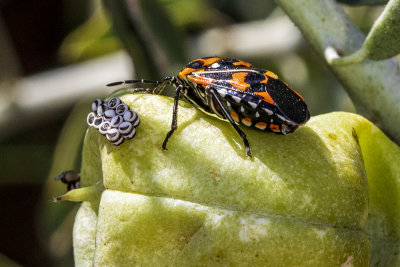 Harlequin bug  (Murgantia histrionica)