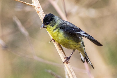 Lesser Goldfinch