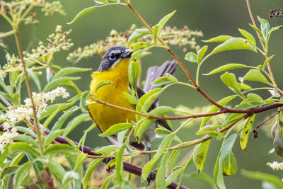 Yellow-breasted Chat
