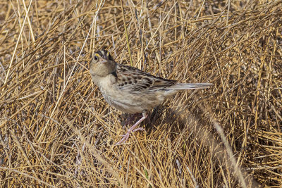 Grasshopper Sparrow