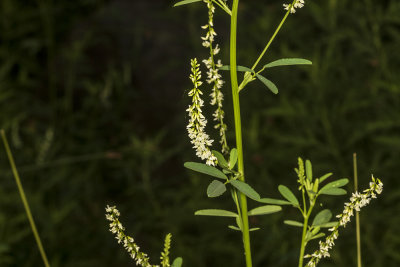 White Sweet Clover (Melilotus alba)