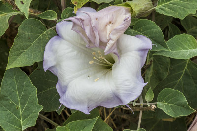 Jimson Weed (Datura wrightii)